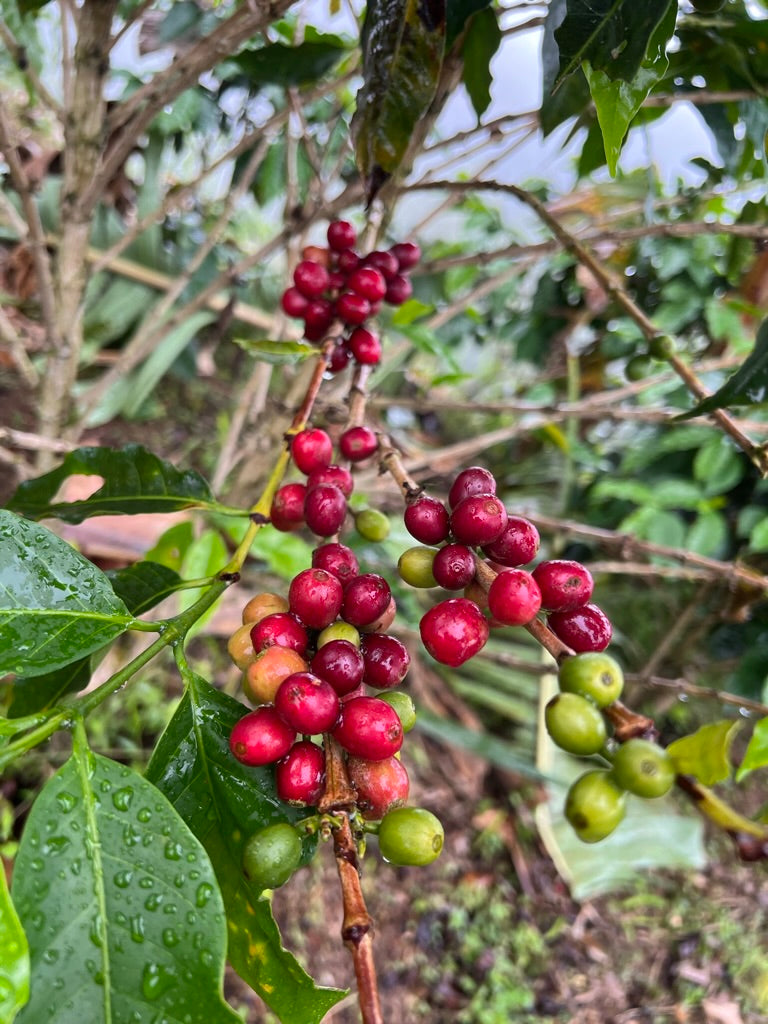 Geisha Carbonic Maceration
