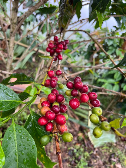 Geisha Carbonic Maceration
